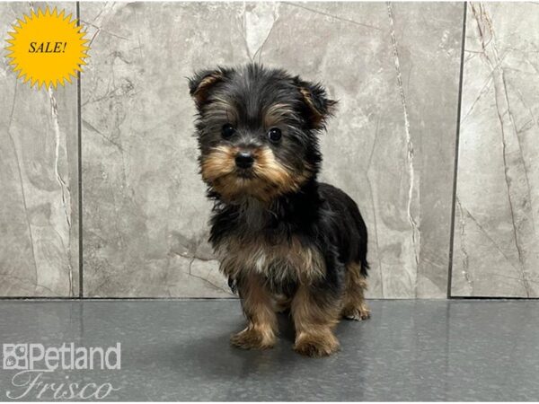 Silky Terrier DOG Female Black / Tan 30080 Petland Frisco, Texas