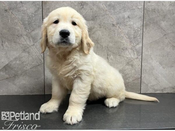 Golden Retriever DOG Male Light Golden 30117 Petland Frisco, Texas