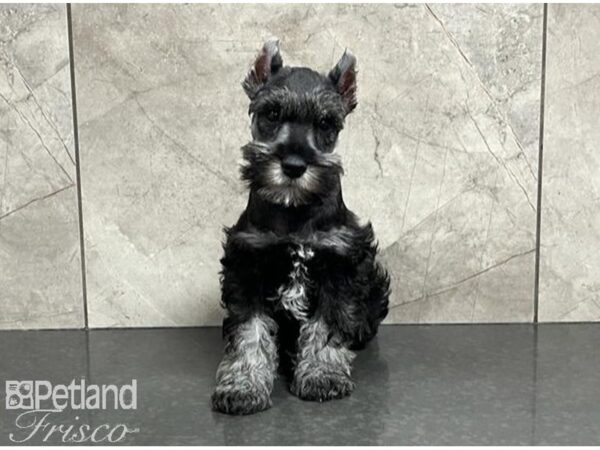 Miniature Schnauzer-DOG-Male-Salt / Pepper-30119-Petland Frisco & Mckinney, Texas