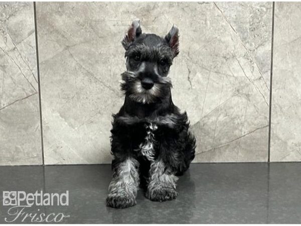 Miniature Schnauzer-DOG-Male-Salt / Pepper-30119-Petland Frisco, Texas