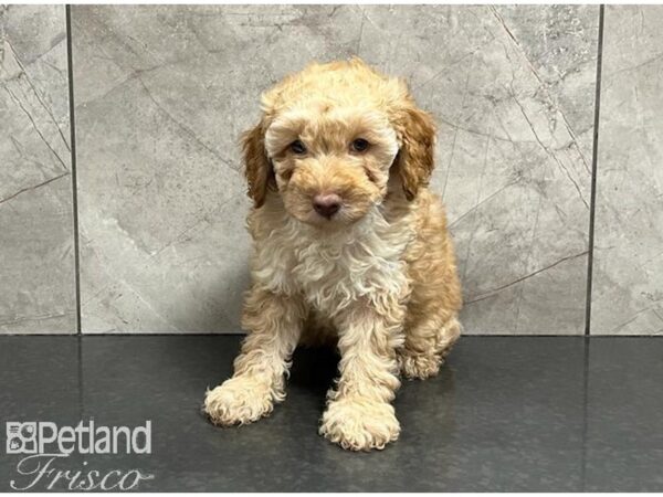 Poodle Mini DOG Male Red 30121 Petland Frisco, Texas