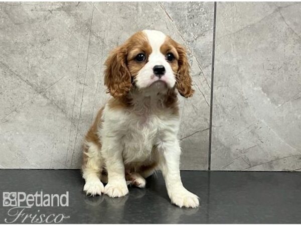 Cavalier King Charles Spaniel-DOG-Male-Blenheim-30123-Petland Frisco & Mckinney, Texas