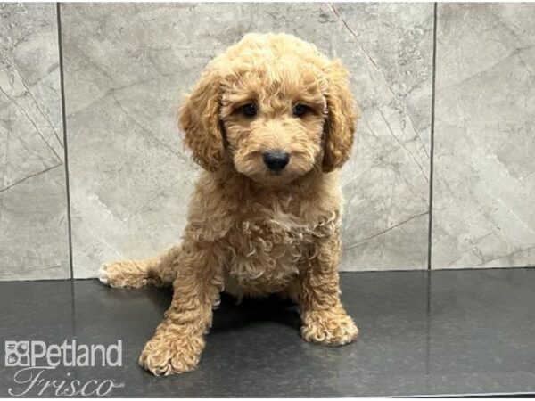 Goldendoodle Mini DOG Male Cream 30125 Petland Frisco, Texas