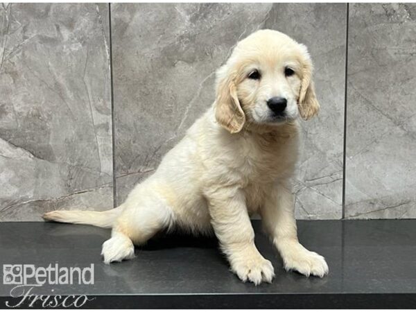 Golden Retriever-DOG-Female-Light Golden-30116-Petland Frisco & Mckinney, Texas