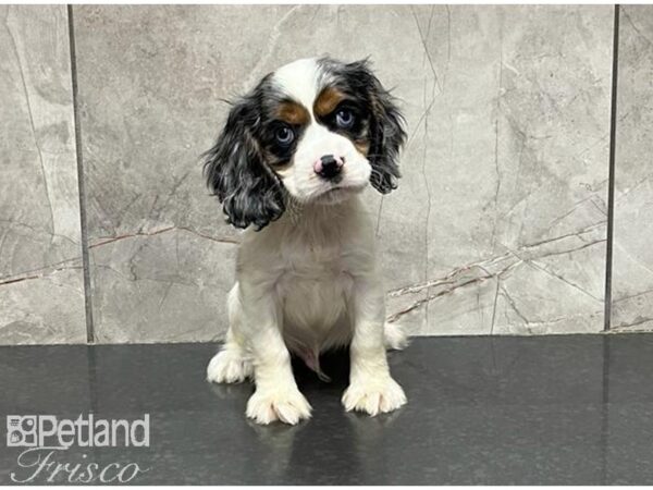 Cava Goldendoodle-DOG-Male-Blue Merle-30098-Petland Frisco, Texas