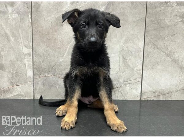 German Shepherd DOG Male Black and Tan 30093 Petland Frisco, Texas