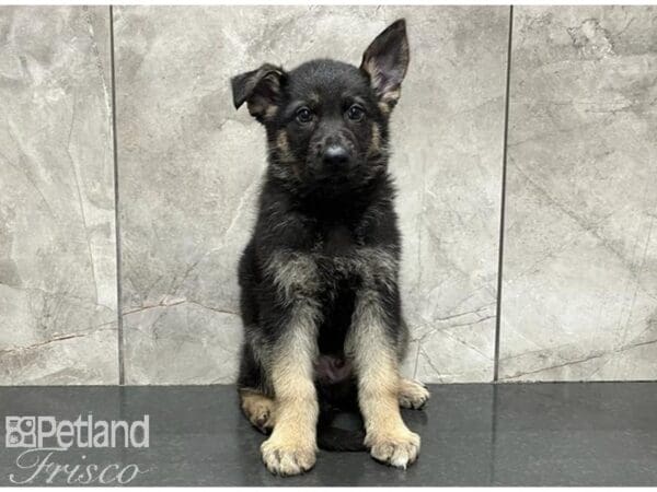 German Shepherd-DOG-Male-Black and Tan-30092-Petland Frisco, Texas
