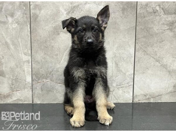 German Shepherd DOG Male Black and Tan 30092 Petland Frisco, Texas