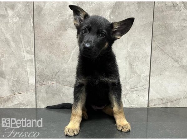 German Shepherd DOG Female Black and Tan 30091 Petland Frisco, Texas