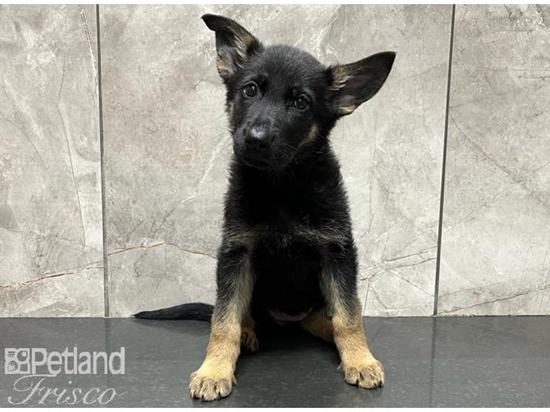 German Shepherd-DOG-Female-Black and Tan-3707602-Petland Frisco, Texas