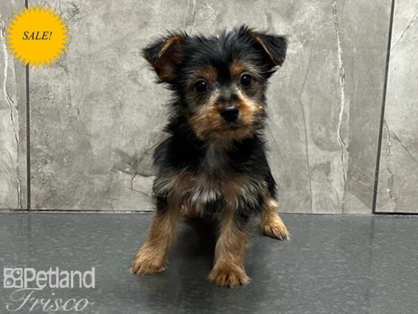 Silky Terrier-DOG-Female-Black / Tan-30081-Petland Frisco & Mckinney, Texas