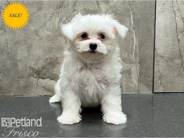 Maltese-DOG-Male-White-30084-Petland Frisco, Texas