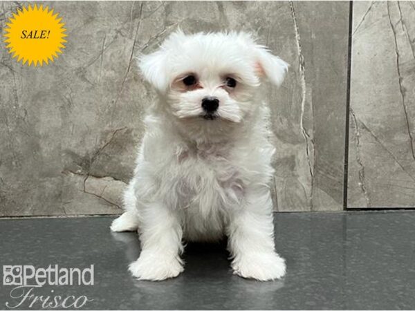 Maltese DOG Male White 30084 Petland Frisco, Texas