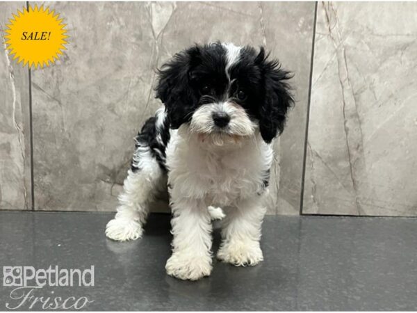 Cavapoo DOG Female Black & White 30088 Petland Frisco, Texas