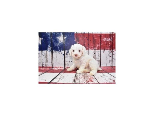 Cockapoo-DOG-Male-White-30128-Petland Frisco & Mckinney, Texas