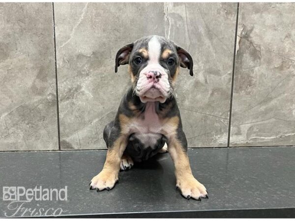 English Bulldog DOG Male Blue Tri 30138 Petland Frisco, Texas