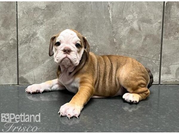 English Bulldog DOG Female Red and White 30137 Petland Frisco, Texas