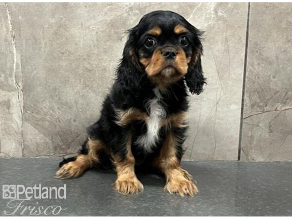 Cavalier King Charles Spaniel DOG Male Black and Tan 30135 Petland Frisco, Texas