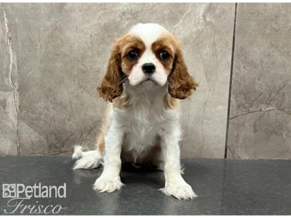 Cavalier King Charles Spaniel DOG Female Blenheim 30133 Petland Frisco, Texas