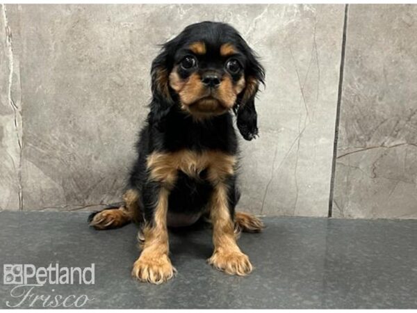 Cavalier King Charles Spaniel-DOG-Female-Black and Tan-30132-Petland Frisco & Mckinney, Texas
