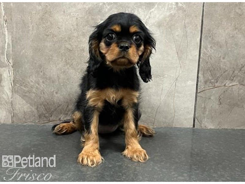 Cavalier King Charles Spaniel-DOG-Female-Black and Tan-3718244-Petland Frisco, Texas