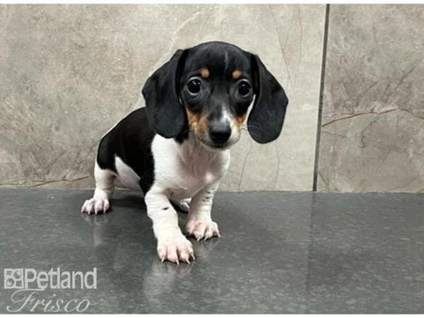 Miniature Dachshund-DOG-Female-Black and White-30130-Petland Frisco, Texas