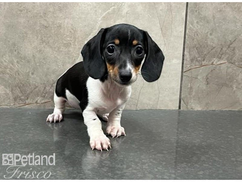 Miniature Dachshund-DOG-Female-Black and White-3716801-Petland Frisco, Texas