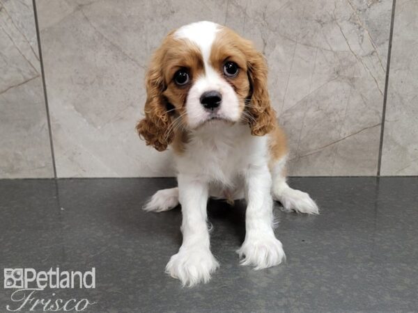 Cavalier King Charles Spaniel DOG Male Blenheim 30134 Petland Frisco, Texas