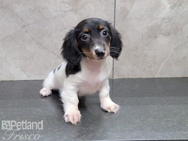 Miniature Dachshund-DOG-Female-Black and White-30129-Petland Frisco, Texas