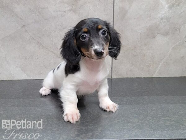 Miniature Dachshund DOG Female Black and White 30129 Petland Frisco, Texas