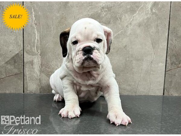 English Bulldog DOG Male White and Brown 30136 Petland Frisco, Texas