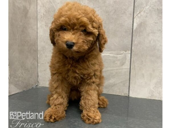 Poodle DOG Female Red 30176 Petland Frisco, Texas