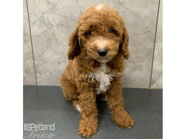 Poodle DOG Male Red and White 30175 Petland Frisco, Texas