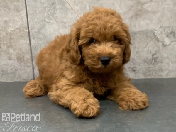 Poodle DOG Male Red 30173 Petland Frisco, Texas