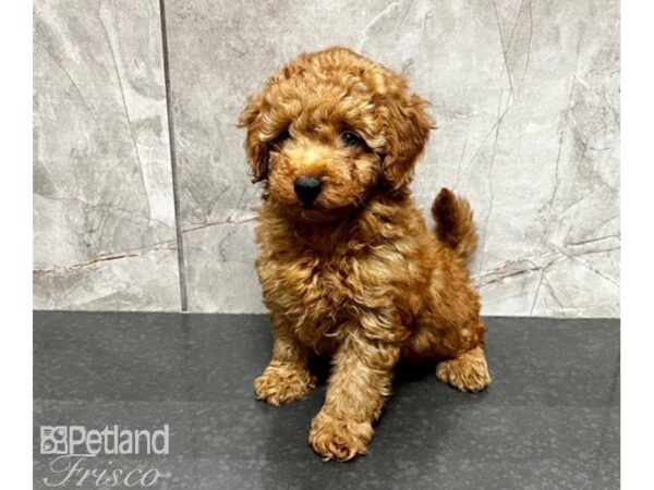 Goldendoodle F1b DOG Female Red 30172 Petland Frisco, Texas