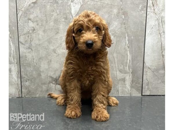 Goldendoodle F1b-DOG-Female-Red-30171-Petland Frisco & Mckinney, Texas