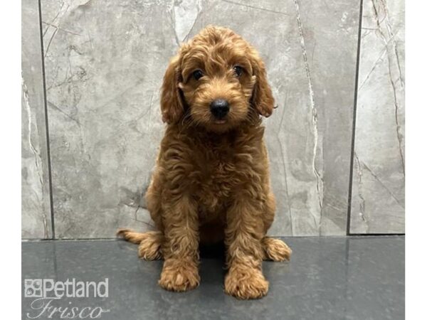 Goldendoodle F1b DOG Female Red 30171 Petland Frisco, Texas