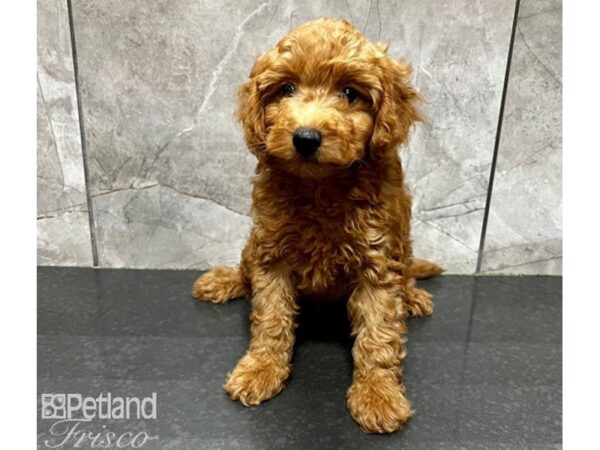 Goldendoodle F1b-DOG-Male-Red-30170-Petland Frisco, Texas