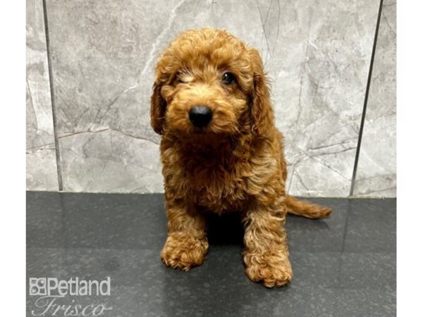 Goldendoodle F1b DOG Female Red 30169 Petland Frisco, Texas