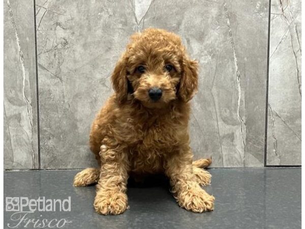 Goldendoodle F1b DOG Male Red 30168 Petland Frisco, Texas