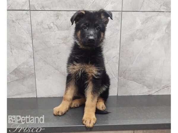 German Shepherd Dog DOG Male Black / Tan 30167 Petland Frisco, Texas