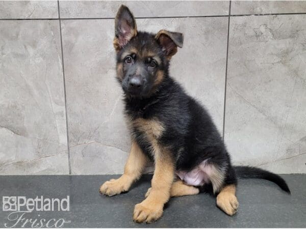 German Shepherd Dog-DOG-Male-Black / Tan-30166-Petland Frisco, Texas