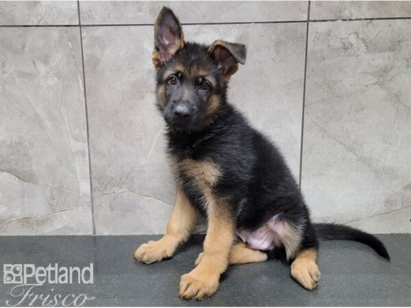 German Shepherd Dog DOG Male Black / Tan 30166 Petland Frisco, Texas