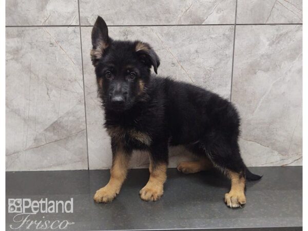 German Shepherd Dog DOG Male Black / Tan 30165 Petland Frisco, Texas