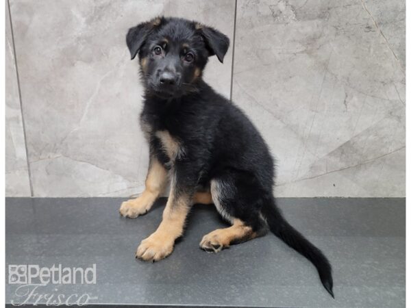 German Shepherd Dog DOG Female Black / Tan 30164 Petland Frisco, Texas