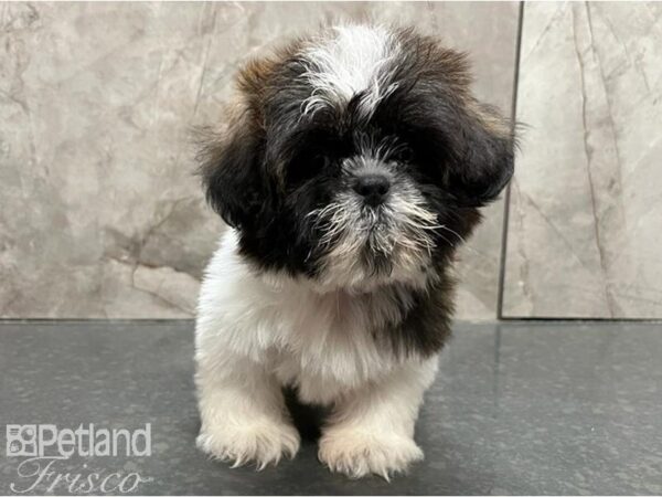 Shih Tzu DOG Male Gold / White 30163 Petland Frisco, Texas