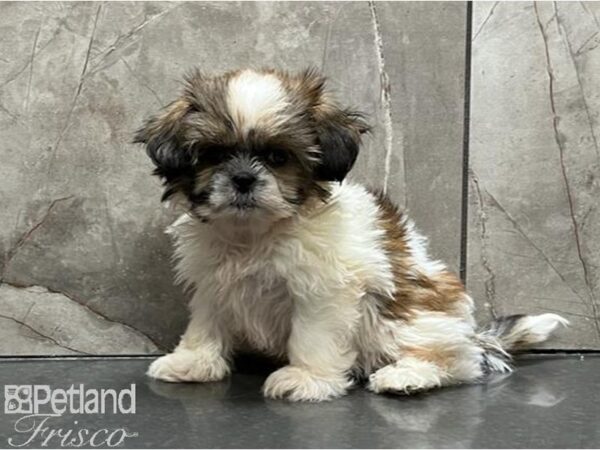 Shih Tzu DOG Female Gold / White 30162 Petland Frisco, Texas