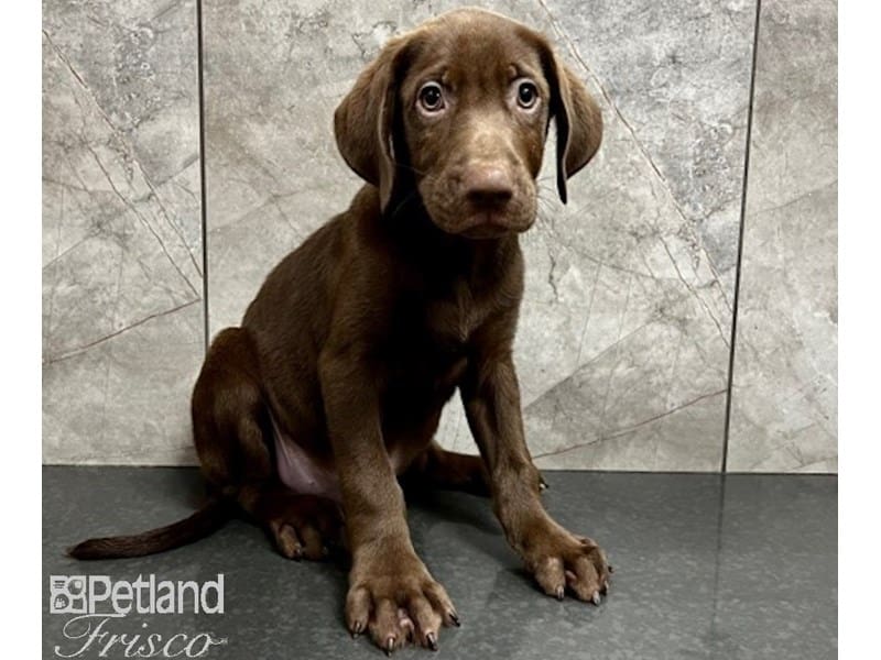 Labrador Retriever-DOG-Male-Chocolate-3725763-Petland Frisco, Texas