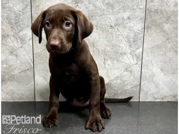 Labrador Retriever-DOG-Female-Chocolate-30158-Petland Frisco, Texas