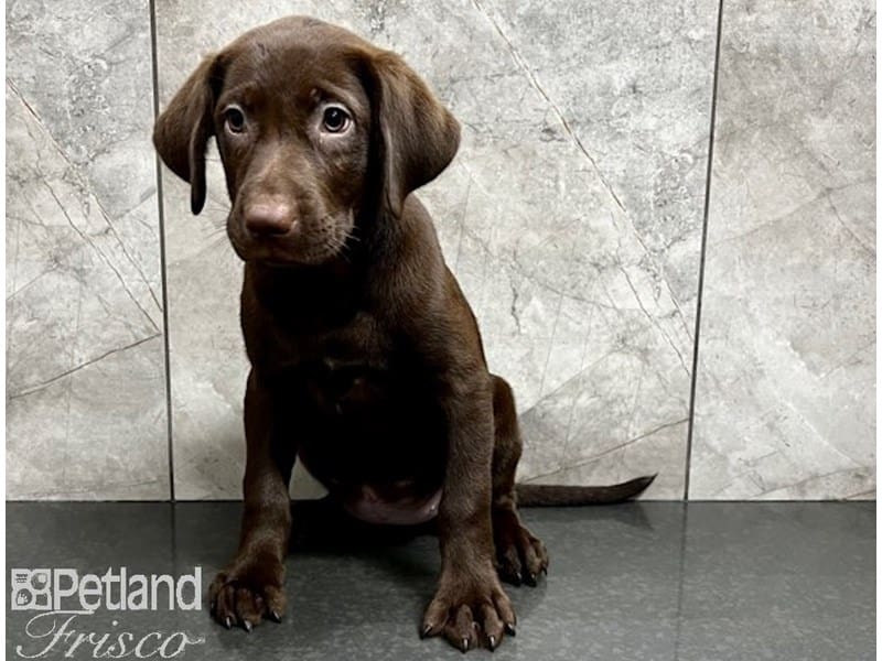 Labrador Retriever-DOG-Female-Chocolate-3725761-Petland Frisco, Texas